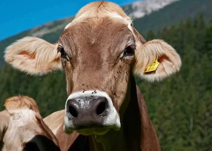 4 Jahreszeiten Apartamento