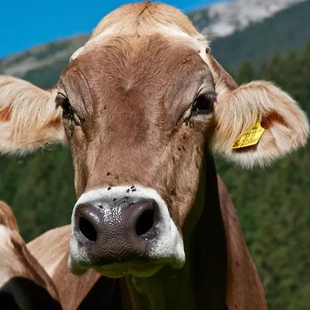 4 Jahreszeiten Apartmán